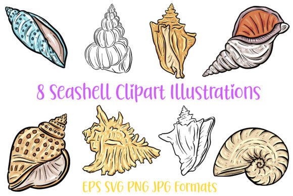 8 Seashell Clipart Graphics & Illustrations Review